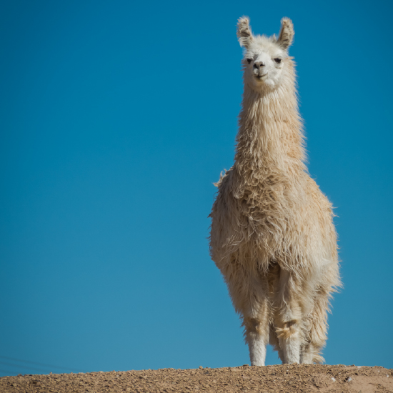 Access-Ollama-llama3-using-KNIME