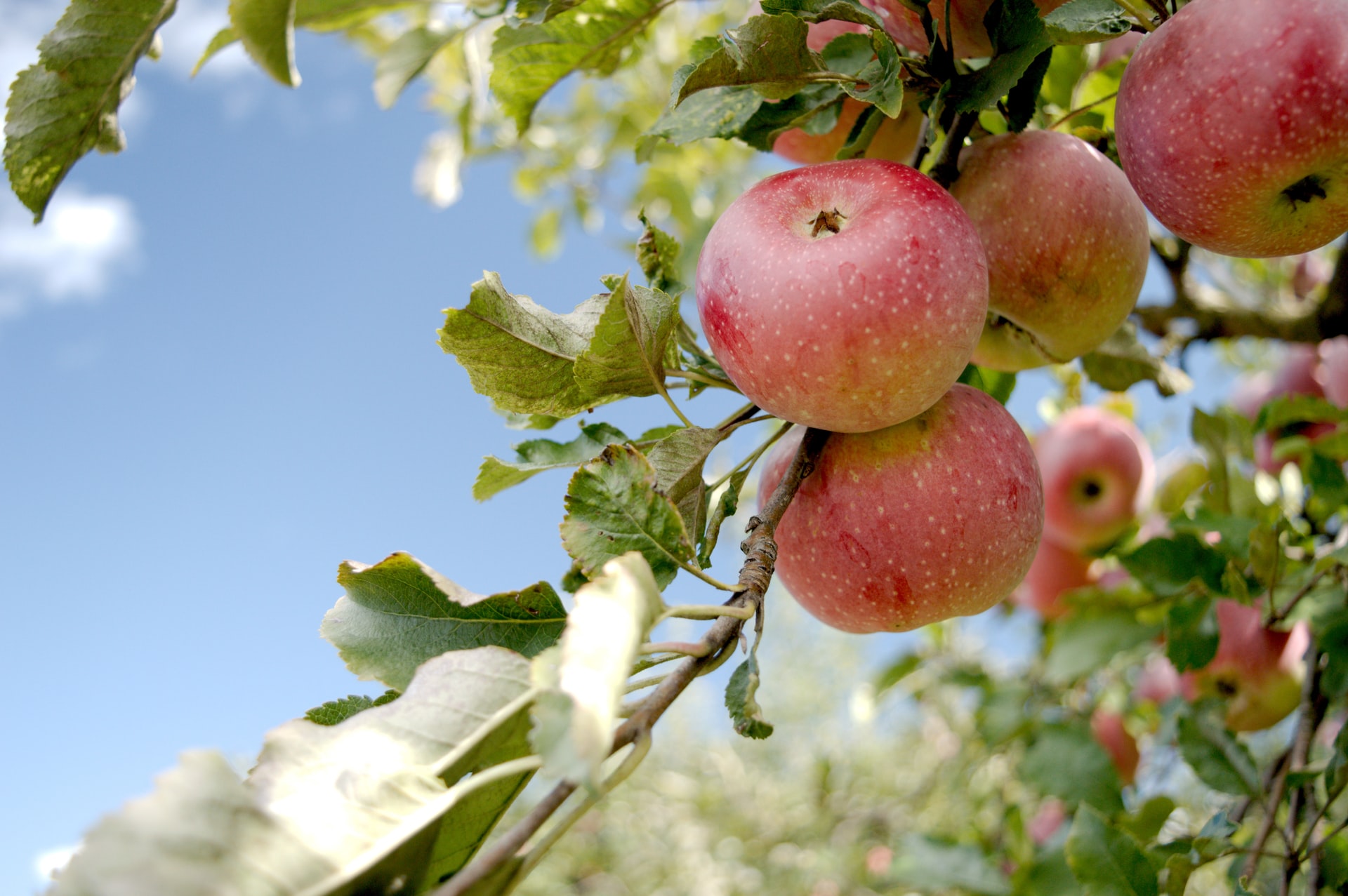 KNIME & Python Join Forces to Find Healthy Apples