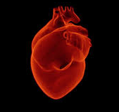 heart.png