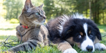 Cats or Dogs? Learn how to classify images with codeless CNNs